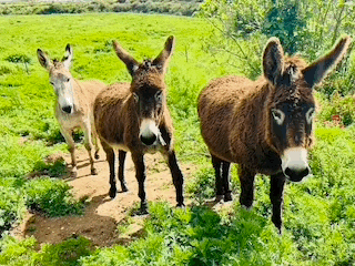 "Watch the electric fence buddy" - what I wish they had said!