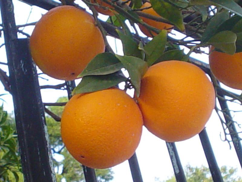 CVO Orange 04.jpg