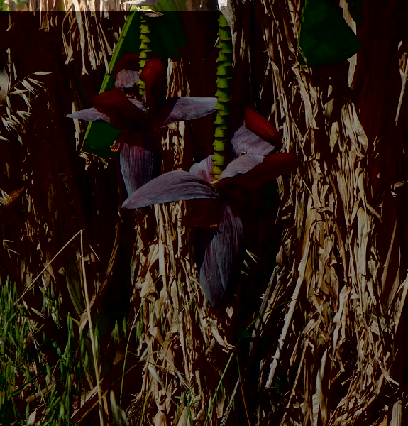 Image00002.jpg