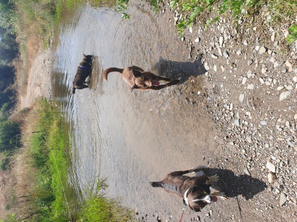 The dogs loved cooling off