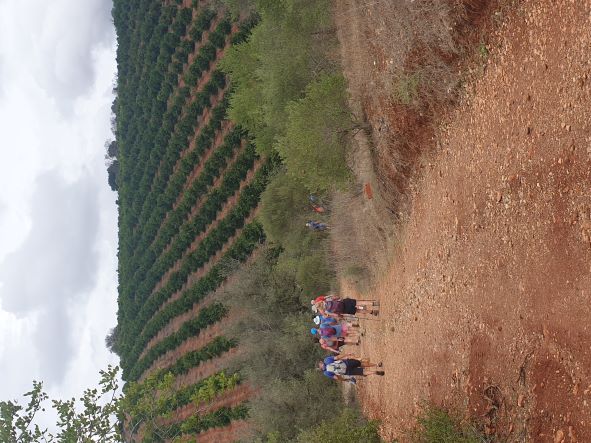 Orange trees galore.jpg