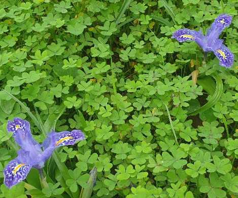 Lots of wild orchids as promised.