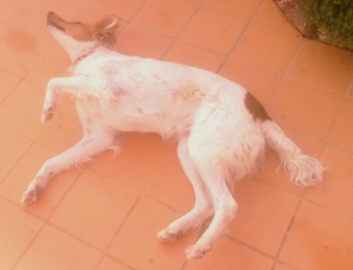 Daisy01.jpg