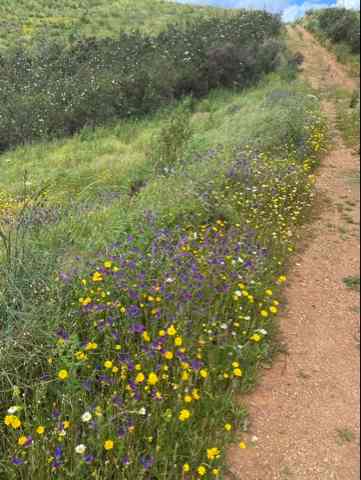 Lots of flowers.jpg