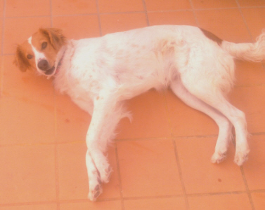 Daisy02.jpg