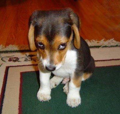 sad puppy.JPG