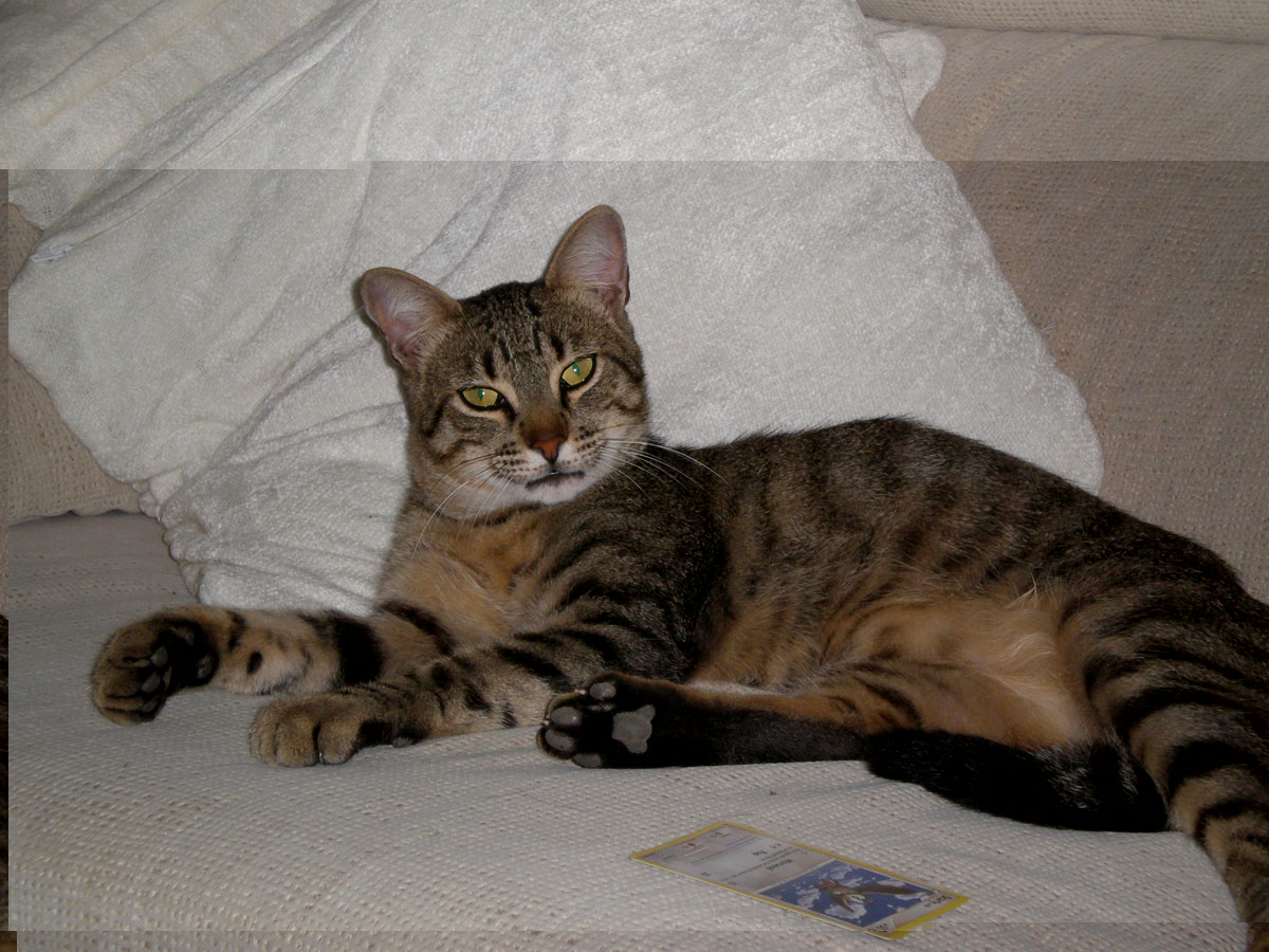 Miawchoo.jpg