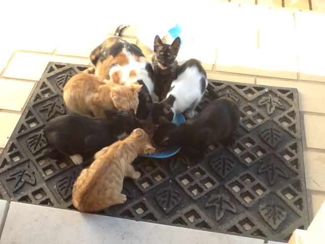 kittens 1.jpg